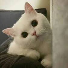 فاطمہ ناصر avatar